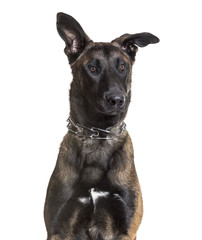 Malinois dog, 7 months old, sitting against white background