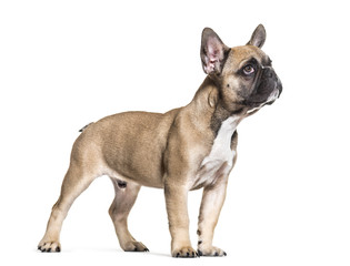 French Bulldog, 5 months old, standing against white background