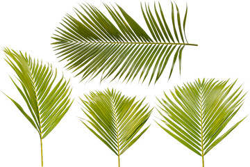 Coconut leaves White background and clipping path. , Green coconut leaves for decor Decorate food or decoration.