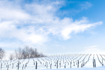 冬の美瑛の丘 / 北海道の観光イメージ