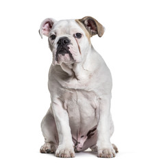Obraz na płótnie Canvas French Bulldog, 5 months old, sitting against white background