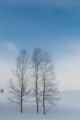 Fototapeta na wymiar 冬の美瑛の丘 / 北海道の観光イメージ