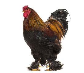 Brahma rooster, standing against white background © Eric Isselée