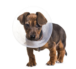 Dachshund dog, 2 months old, standing against white background