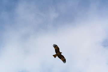 優雅に飛ぶ鳶 / 青空バック