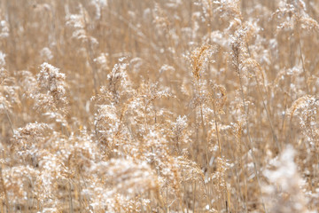 Fototapeta premium ススキの穂