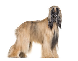 Afghan hound standing against white background