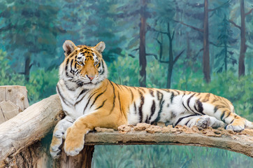 Fototapeta na wymiar Tiger in the Odesa biopark zoo