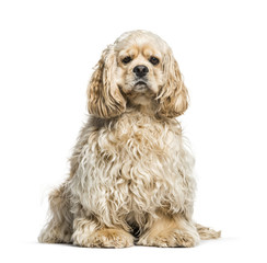 American Cocker Spaniel dog, 14 months old, sitting against whit
