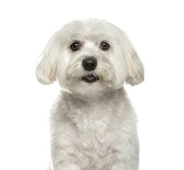 Maltese dog, 2 years old, sitting against white background