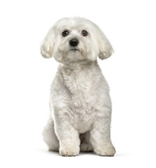 Maltese dog, 2 years old, sitting against white background
