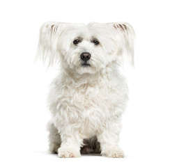 Maltese dog, 10 years old, sitting against white background