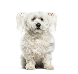 Maltese dog, 10 years old, sitting against white background