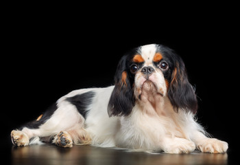 Cavalier King Charles Spaniel dog on Isolated Black Background in studio