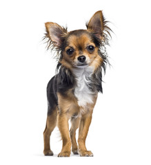 Chihuahua dog, 7 months old, standing against white background