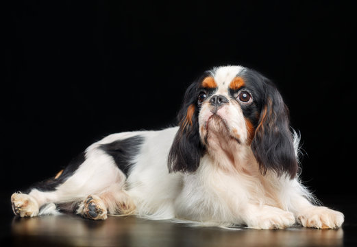 Cavalier King Charles Spaniel Dog On Isolated Black Background In Studio