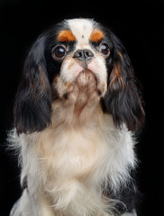 Cavalier King Charles Spaniel dog on Isolated Black Background in studio