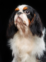 Cavalier King Charles Spaniel dog on Isolated Black Background in studio