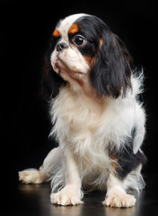 Cavalier King Charles Spaniel dog on Isolated Black Background in studio