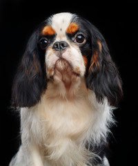 Cavalier King Charles Spaniel dog on Isolated Black Background in studio