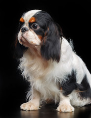 Cavalier King Charles Spaniel dog on Isolated Black Background in studio