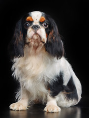 Cavalier King Charles Spaniel dog on Isolated Black Background in studio