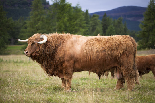 Toro escoc&eacute;s