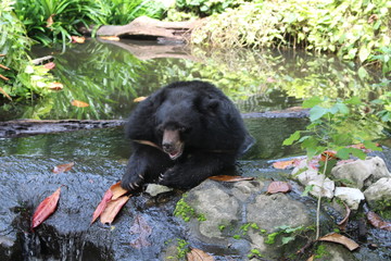 Obraz na płótnie Canvas Asian black bear at the zoo, Asiatic black bear (Ursus thibetanus)