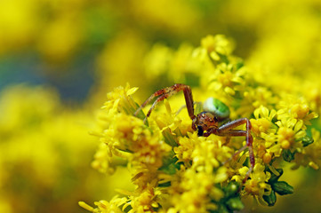 red and green Crab spider on yellow flowers