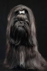 Shih Tzu dog on Isolated Black Background in studio