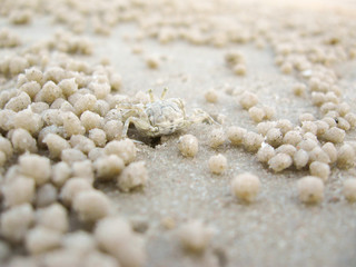 Fototapeta na wymiar A ghost crab digging sand to make a hole on the beach. Hua Hin, Thailand.