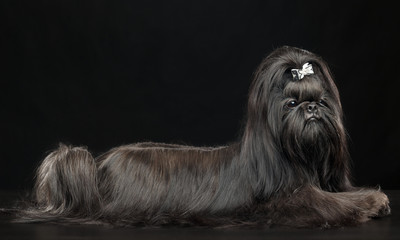 Shih Tzu dog on Isolated Black Background in studio