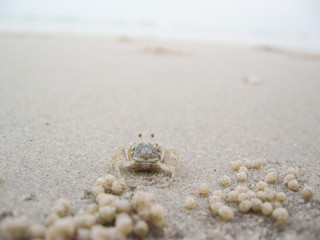 Fototapeta na wymiar A curious ghost crab standing on the beach by the sea. Hua Hin, Thailand.