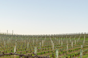 Vineyard production rows