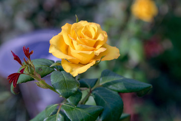  beautiful yellow rose bud in the garden