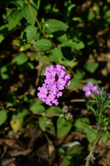 Close-up of Lilac Lantana Camara Flowers, Nature, Macro