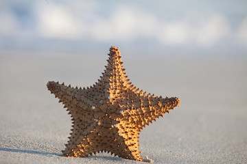 Starfish on sandy beach, close up