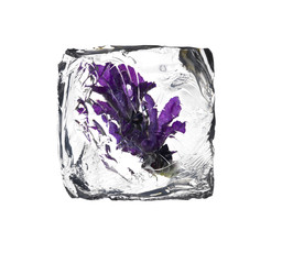 frozen lavender flower inside a ice cube isolated on white