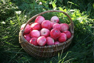 basket of red apples on the grass