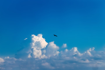 black bird in the blue sky flies far among the clouds
