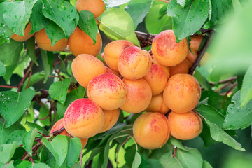 Ripe apricots on the orchard tree in the garden.