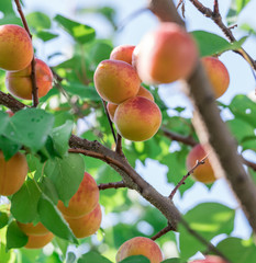 Ripe apricots on the orchard tree.