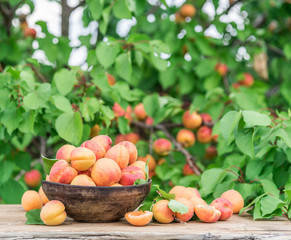 Ripe apricots in the wooden bowl on the table.