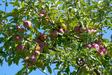 Organic apples close up in a tree in an apple orchard 