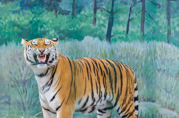 Tiger in the Odesa biopark zoo