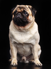 Obraz premium Pug dog on Isolated Black Background in studio