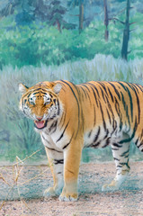 Tiger in the Odesa biopark zoo
