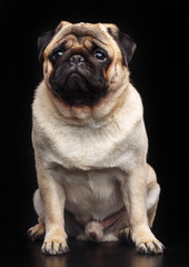 Pug dog on Isolated Black Background in studio
