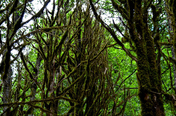 Dry Tree Branches