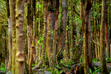 Rainforests Wallpaper